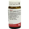 OXALIS E PLANTA TOTA D 6, 20 G – PZN 8786922