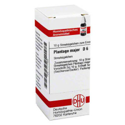 Plantago Major D 6 Globuli (10 g) – PZN 7177463