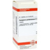 SYZYGIUM JAMB D 2, 80 ST – PZN 2636564