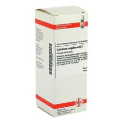 Caladium Seguinum D 2 Dilution (50 ml) – PZN 2894935
